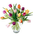 15 Stem Mixed Tulips with Glass Vase